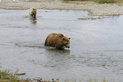 Mama and cub, Katmai