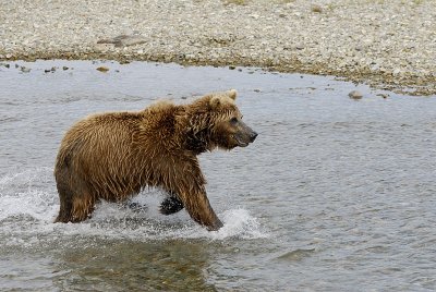Katmai brown (Grizzly) bear