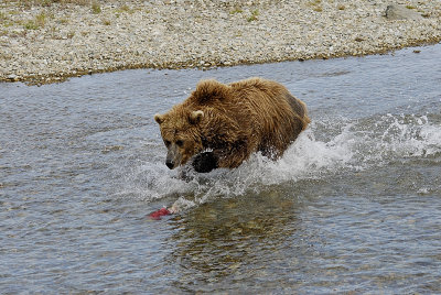 Hunting salmon
