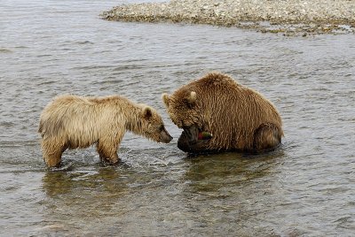 The cub begging