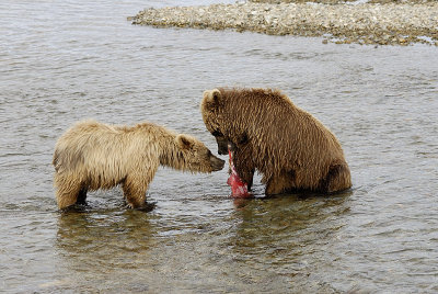 The mother won't give it to the cub, the cub needs to take it from her