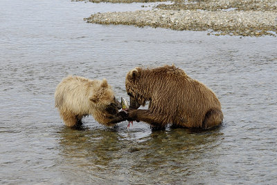 Mama sharing with the cub