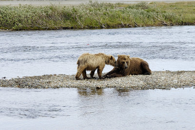 The cub begs to nurse and they go off into the brush