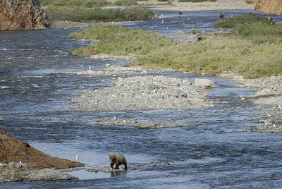 Saw about 50 bears along the river that day