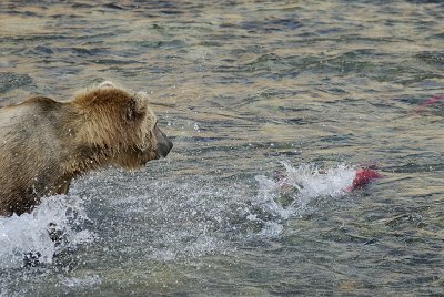 The hunt