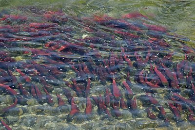 Sockeye salmon moving upriver to spawn