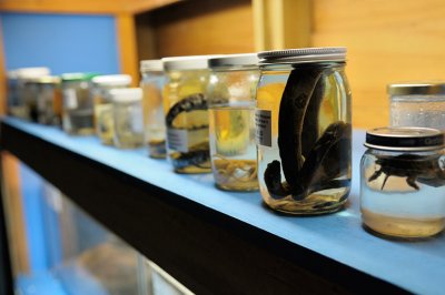 Biodiversity - in jars