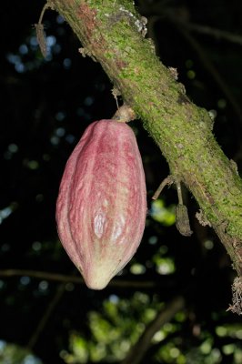 Cacao (seeds used to make chocolate)