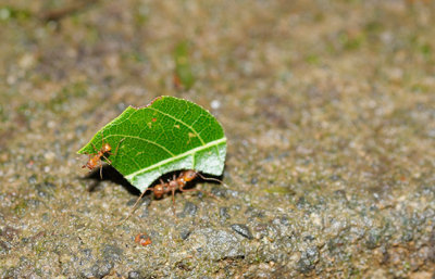 Leaf cutter ants - note the hitchhiker!