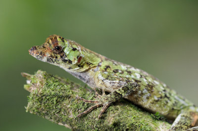 Pug-nosed anole