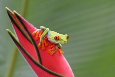 Red-eyed tree frog