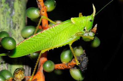 Katydid snacking on fruit