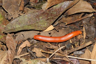 Another millipede