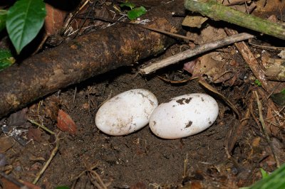 Snake eggs - possibly bushmaster