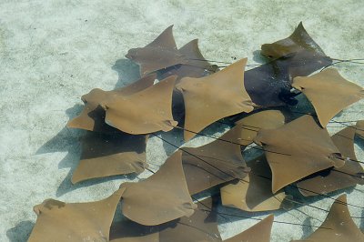 atlantis27.jpg