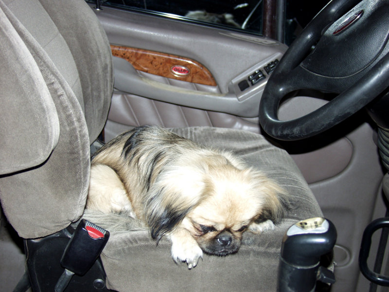 Tired After A Long Day At The Wheel
