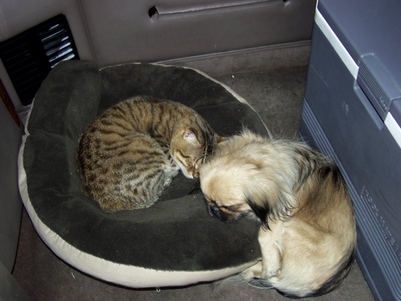 The Kitty ALWAYS Hogs Precious's Bed