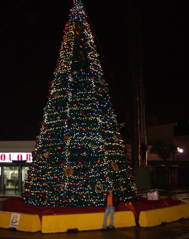 Another View Of The Big Christmas Tree