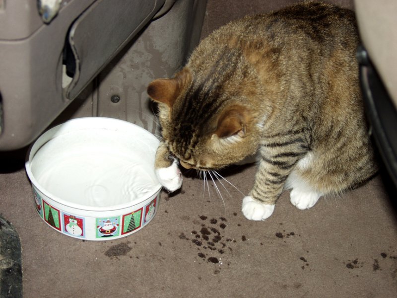 The Kitty Liked To Dip His Paw In The Water Dish When He Was Bathing...I Guess It Was Easier Than Licking It.