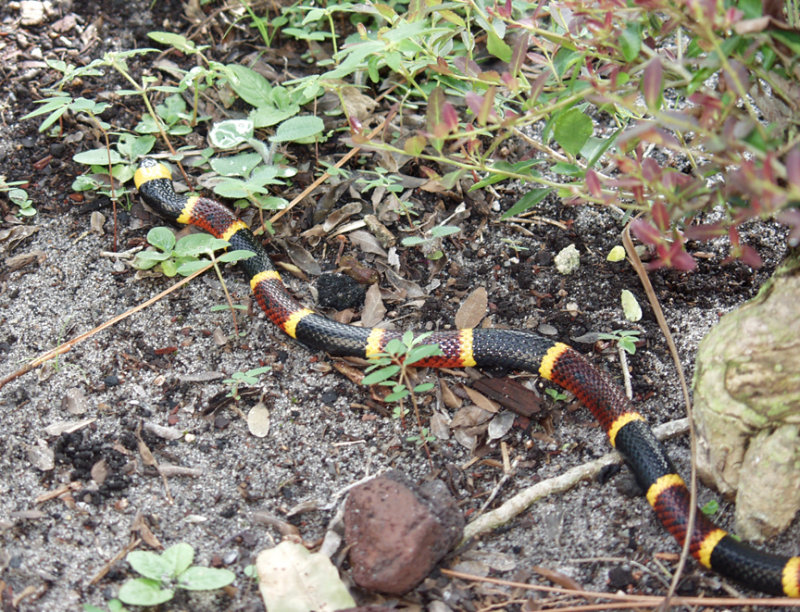 A Coral Snake That Wandered Into Eve's Garden