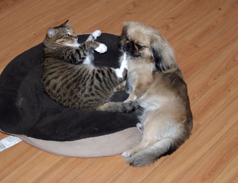 Looks Like The Kitty Is Pushing Precious Out Of Bed....