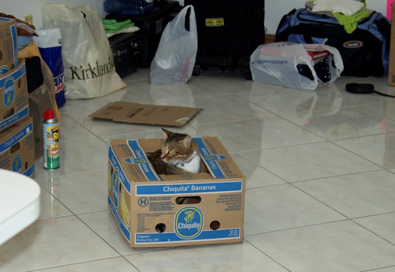 The Kitty Really Loves Boxes