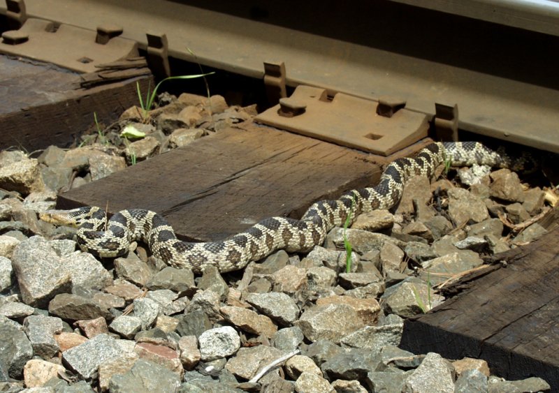 This Guy Was About 4 Feet Long...Seemed Bored At Being Photographed.