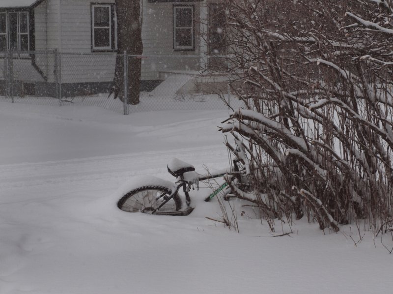 Shortly After The Snow Storm Started, We Found This In The Corner Of Our Yard...