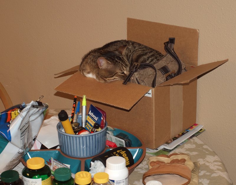 The Kitty Has Found Yet Another Box To Sleep In...