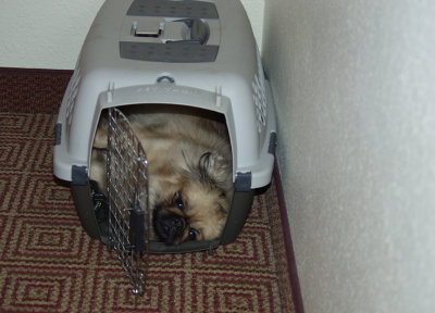 The First Night In The Hotel And Precious Decides To Sleep In The Kitty's Pet Carrier