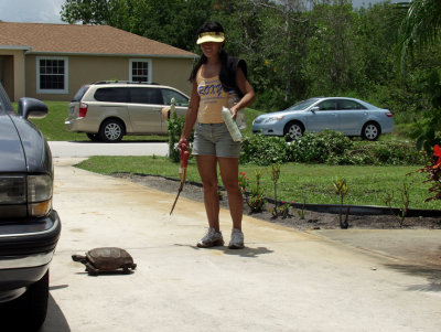 One Of Many Turtles Who Wander Thru...They Sometimes Get Into Eve's Garden