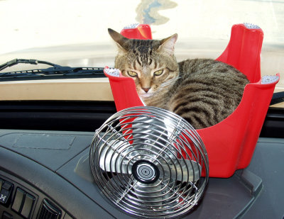 Why The Kitty Likes To Be Crammed In Like That I'll Never Know...