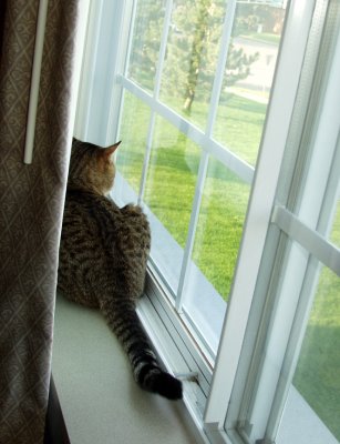 The Kitty Liked The 2nd Floor Window...He Had A Busy Street Not Far Away To Watch