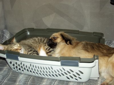 It Looks Like Precious Has A Nice Warm Pillow..!!