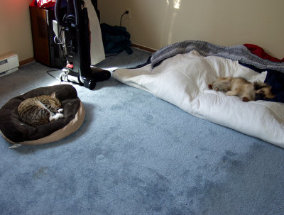 Until We Find A Bed...We're Sleeping On The Floor....