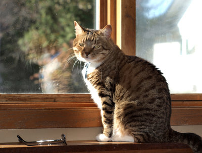 What Do You Mean, Your Out Of The Salmon And Crab Flavor Meow Mix..!!