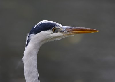 Grau Reiher