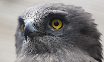 Schlangen Adler