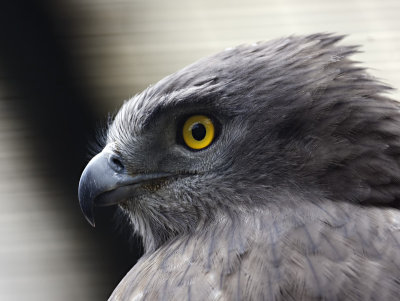 Schlangen Adler
