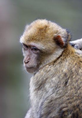 Monkey