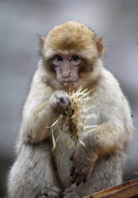Monkey