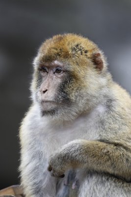 Monkey