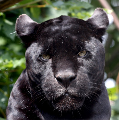 Jaguar
