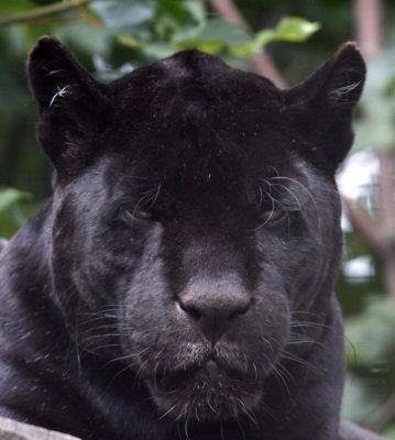 Jaguar