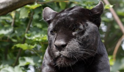 Jaguar