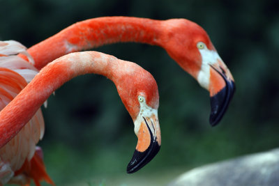 Langhlse