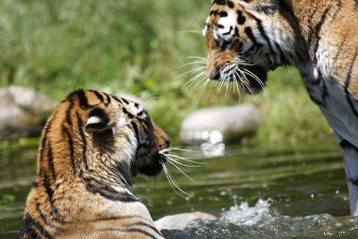 Tiger - Catch