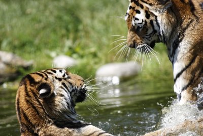Tiger - Catch