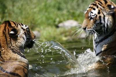 Tiger - Catch
