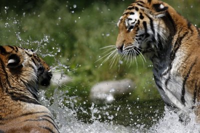 Tiger - Catch